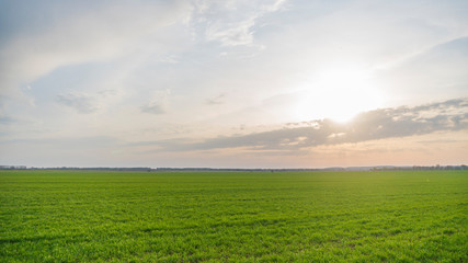 Fototapeta na wymiar green field and sun at sunset