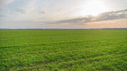 green field and sun at sunset