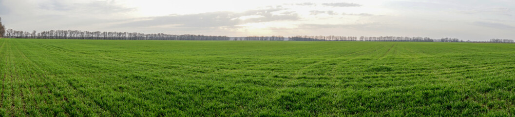 panoramic green field and sun at sunset