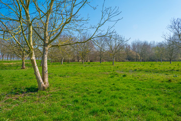 Trees in a green field below a blue sky in sunlight in spring