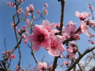  peach flowers on a background of blue sky