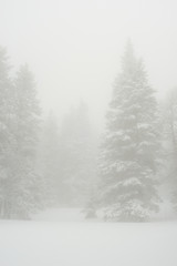 snow-covered, coniferous, white forest, after a night of snowfall and tourists walking with huge backpacks along the path winding among the firs