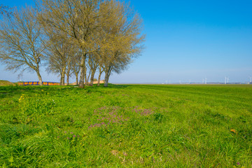 Obraz premium Trees in a green field below a blue sky in sunlight in spring