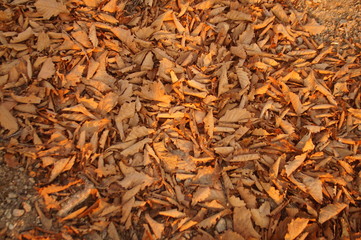 фон-листья осени 