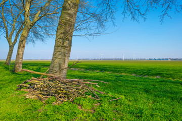 Trees in a green field below a blue sky in sunlight in spring