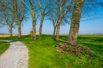 Trees in a green field below a blue sky in sunlight in spring