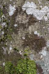 Green moss on tree bark pattern texture