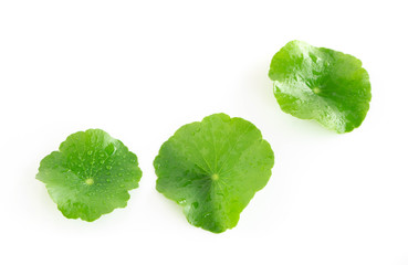Closeup leaf of Gotu kola, Asiatic pennywort, Indian pennywort on white background, herb and medical concept, selective focus