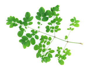 Obraz na płótnie Canvas Closeup young moringa leaves branch, herb and medical concept
