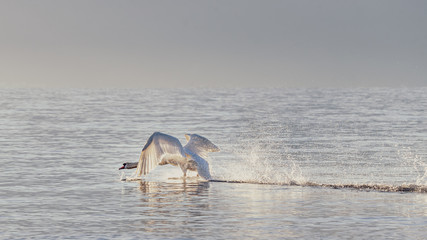 One white mute swan starts flying or running over the lake in the daytime. Swan in nature.