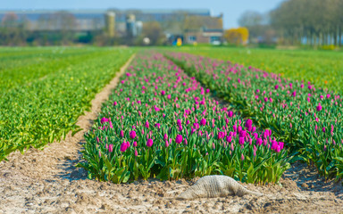 Agricultural field with tulips below a blue sky in sunlight in spring