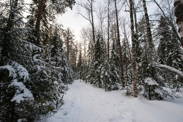 snow-covered, coniferous, white forest, after a night of snowfall and tourists walking with huge backpacks along the path winding among the firs