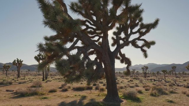 Sun breaks through the branches of Joshua tree in Joshua tree national park. Steadicam shot