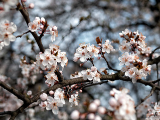 cherry blossom in spring