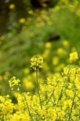 菜の花畑