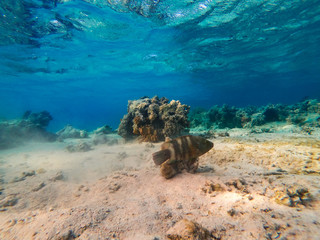 underwater background and free space for your decoration. 