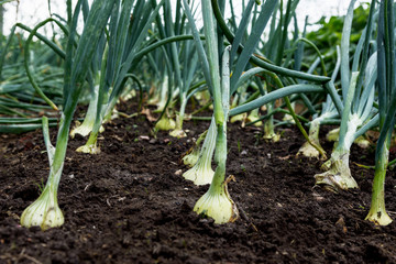 Onion bulbs in the soil in the vegetable garden; agriculture and healthy eating concept