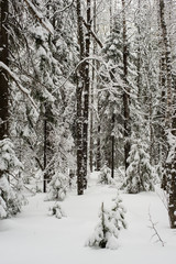 snow-covered, coniferous, white forest, after a night of snowfall and tourists walking with huge backpacks along the path winding among the firs