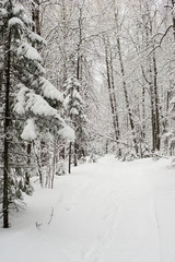 snow-covered, coniferous, white forest, after a night of snowfall and tourists walking with huge backpacks along the path winding among the firs