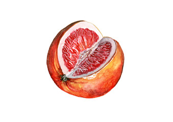 Watercolor illustration of an orange on a white background