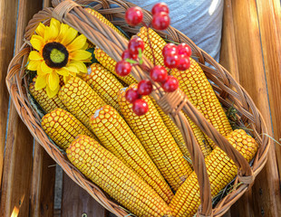 cBasket with corn decorated with viburnum. Sunflower flower in a basket. Carnival celebration. Bilogorodka. Ukraine. Spring meeting, February 25, 2017