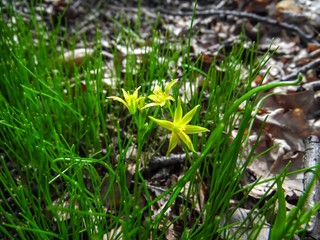 yellow spring flowers sprout among young spring grass against a background of oak leaves