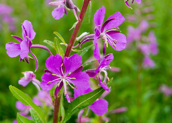 pink flowers in the garden