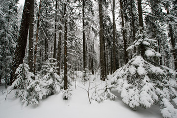 snow-covered, coniferous, white forest, after a night of snowfall and tourists walking with huge backpacks along the path winding among the firs