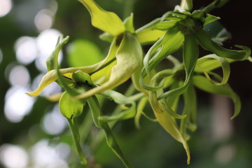 Jember, Indonesia 29 March 2020 : Cananga Flowers