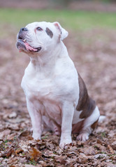 A white and brown English Bulldog dog, sit in the forrest, portrait with funny expression in face, selective focus, focus on eyes