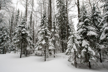 snow-covered, coniferous, white forest, after a night of snowfall and tourists walking with huge backpacks along the path winding among the firs