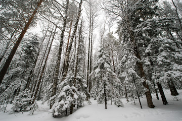 snow-covered, coniferous, white forest, after a night of snowfall and tourists walking with huge backpacks along the path winding among the firs