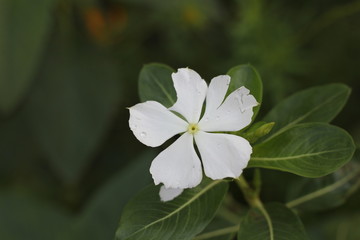 Jember, Indonesia 29 March 2020 : white flower