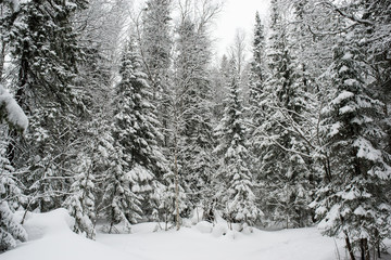Naklejka premium snow-covered, coniferous, white forest, after a night of snowfall and tourists walking with huge backpacks along the path winding among the firs
