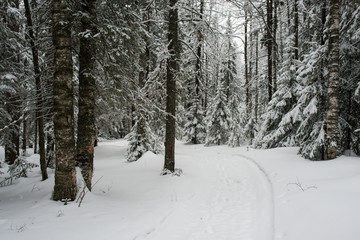 snow-covered, coniferous, white forest, after a night of snowfall and tourists walking with huge backpacks along the path winding among the firs
