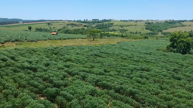 cassava or manioc plant on field in Brazil