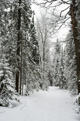 snow-covered, coniferous, white forest, after a night of snowfall and tourists walking with huge backpacks along the path winding among the firs