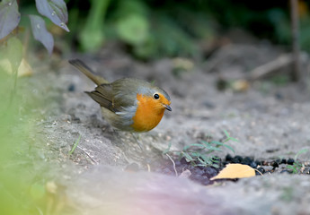Extra close up portrait of an European robin (Erithacus rubecula) sits on a ground and look in the camera