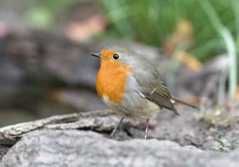 Extra close up portrait of an European robin (Erithacus rubecula) stands on a ground on nice blurred background