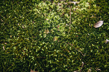 texture of green moss. or polytrichum common grows in a forest on earth