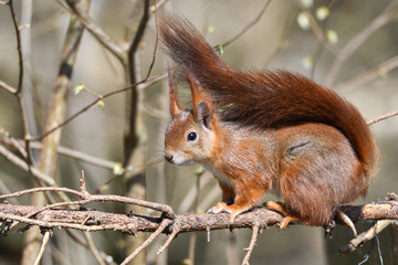 Eichhörnchen 