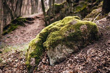 Stone covered with moss in the forest