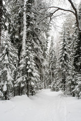 snow-covered, coniferous, white forest, after a night of snowfall and tourists walking with huge backpacks along the path winding among the firs