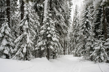 Naklejka premium snow-covered, coniferous, white forest, after a night of snowfall and tourists walking with huge backpacks along the path winding among the firs