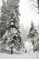 snow-covered, coniferous, white forest, after a night of snowfall and tourists walking with huge backpacks along the path winding among the firs