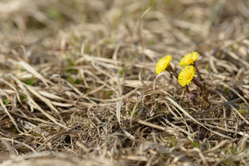 Coltsfoot or foalfoot medicinal wild herb. Farfara Tussilago plant growing in the field. Young flower used as medication ingredients. Meadow spring blooming grass. Group of beautiful yellow flowers.