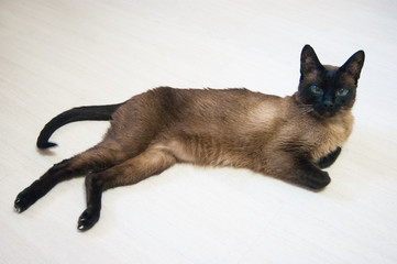 A beautiful Thai or Siamese cat lies on a white laminate floor.