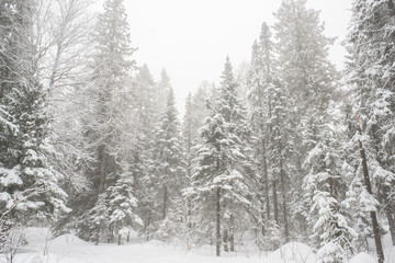 Fototapeta na wymiar snow-covered, coniferous, white forest, after a night of snowfall and tourists walking with huge backpacks along the path winding among the firs
