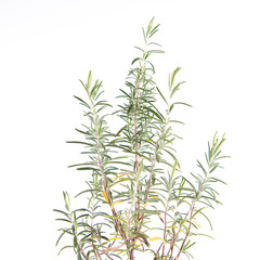Rosemary (Salvia rosmarinus) plant on a white background