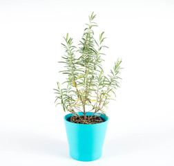 Rosemary (Salvia rosmarinus) plant in a pot on a white background